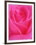 Red Rose Petals-John McAnulty-Framed Photographic Print