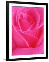 Red Rose Petals-John McAnulty-Framed Photographic Print