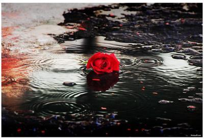 'Red Rose (Rain, Puddle) Art Poster Print' Prints | AllPosters.com