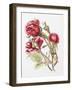 Red Rose Spray,2001-Joan Thewsey-Framed Giclee Print