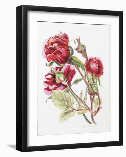 Red Rose Spray,2001-Joan Thewsey-Framed Giclee Print