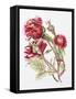 Red Rose Spray,2001-Joan Thewsey-Framed Stretched Canvas