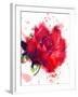 Red Rose. Watercolor-Pacrovka-Framed Photographic Print
