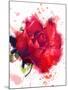 Red Rose. Watercolor-Pacrovka-Mounted Photographic Print