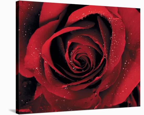 Red Rose with Dew-null-Stretched Canvas