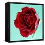 Red Rose with Wavy Petals-Clive Nichols-Framed Stretched Canvas