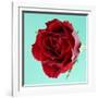 Red Rose with Wavy Petals-Clive Nichols-Framed Photographic Print