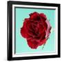 Red Rose with Wavy Petals-Clive Nichols-Framed Photographic Print