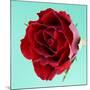 Red Rose with Wavy Petals-Clive Nichols-Mounted Photographic Print