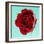 Red Rose with Wavy Petals-Clive Nichols-Framed Photographic Print
