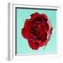 Red Rose with Wavy Petals-Clive Nichols-Framed Photographic Print