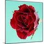Red Rose with Wavy Petals-Clive Nichols-Mounted Photographic Print
