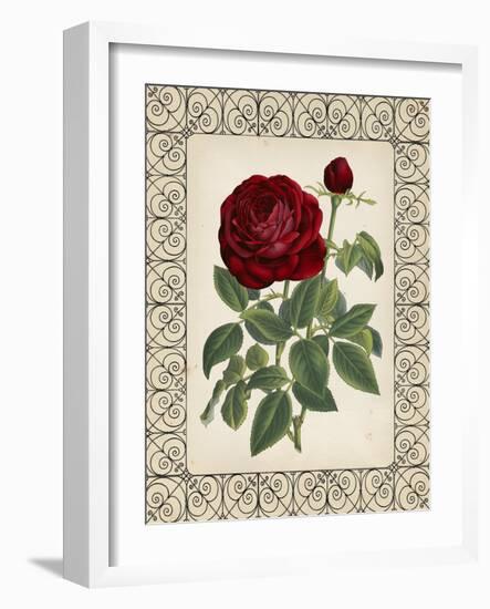 Red Rose with Wrought Iron BorderII-null-Framed Art Print