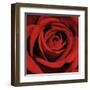 Red Rose-Laurent Pinsard-Framed Art Print