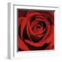 Red Rose-Laurent Pinsard-Framed Art Print