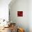 Red Rose-Laurent Pinsard-Mounted Art Print displayed on a wall