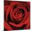 Red Rose-Laurent Pinsard-Mounted Art Print