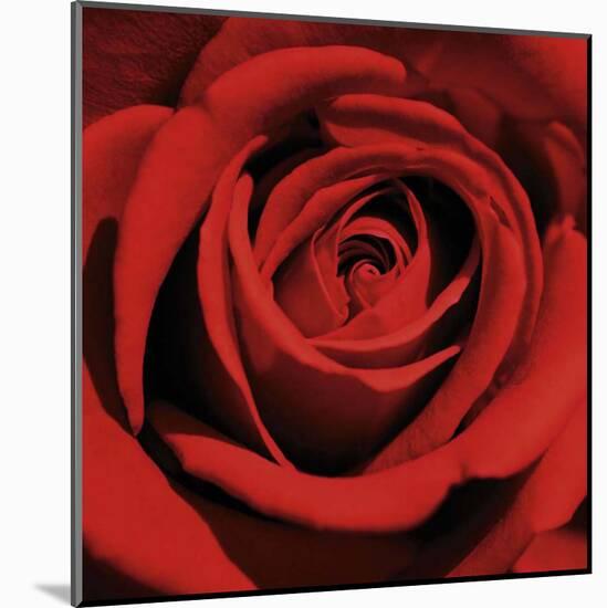 Red Rose-Laurent Pinsard-Mounted Art Print