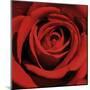Red Rose-Laurent Pinsard-Mounted Art Print