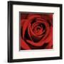 Red Rose-Laurent Pinsard-Framed Art Print