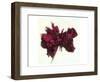 Red Rose-null-Framed Art Print