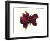 Red Rose-null-Framed Art Print