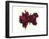 Red Rose-null-Framed Art Print