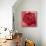 Red Rose-Anna Flores-Mounted Art Print displayed on a wall