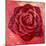Red Rose-Anna Flores-Mounted Art Print