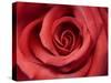 Red Rose-Michele Falzone-Stretched Canvas