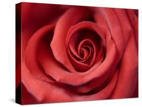 Red Rose-Michele Falzone-Stretched Canvas