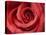 Red Rose-Michele Falzone-Stretched Canvas