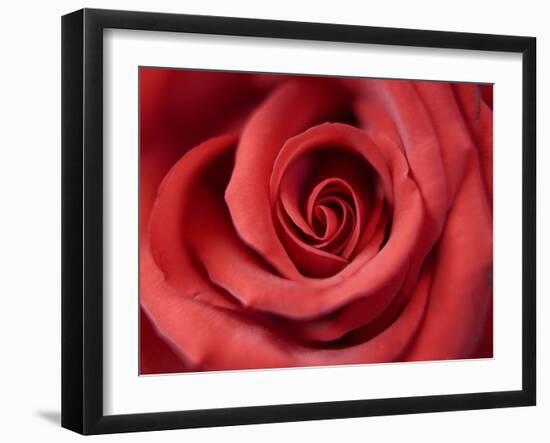 Red Rose-Michele Falzone-Framed Photographic Print