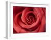 Red Rose-Michele Falzone-Framed Photographic Print