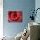 Red Rose-Michele Falzone-Photographic Print displayed on a wall