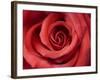 Red Rose-Michele Falzone-Framed Photographic Print