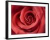 Red Rose-Michele Falzone-Framed Photographic Print