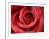 Red Rose-Michele Falzone-Framed Photographic Print