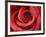 Red Rose-Michele Falzone-Framed Photographic Print