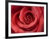 Red Rose-Michele Falzone-Framed Photographic Print