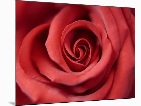 Red Rose-Michele Falzone-Mounted Photographic Print