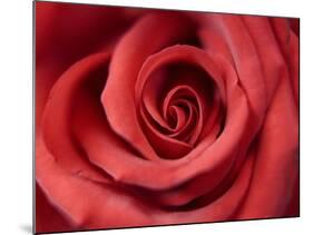 Red Rose-Michele Falzone-Mounted Photographic Print