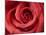 Red Rose-Michele Falzone-Mounted Photographic Print