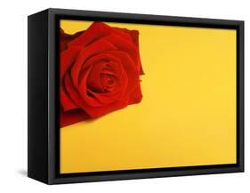 Red rose-null-Framed Stretched Canvas