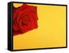 Red rose-null-Framed Stretched Canvas