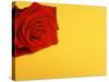 Red rose-null-Stretched Canvas