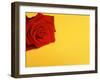 Red rose-null-Framed Premium Photographic Print