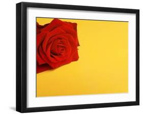 Red rose-null-Framed Premium Photographic Print