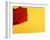 Red rose-null-Framed Premium Photographic Print