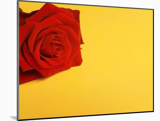 Red rose-null-Mounted Premium Photographic Print